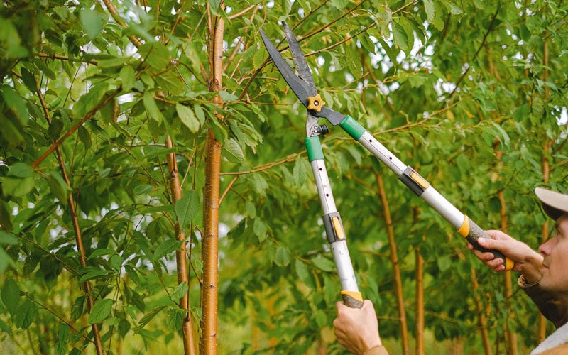 Tree trimming in Kieler, WI