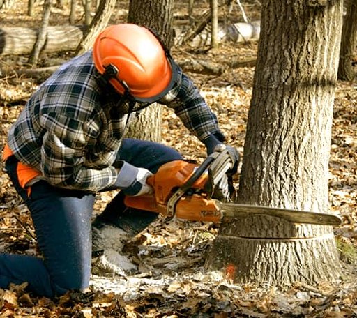Tree Removal in Kieler, WI